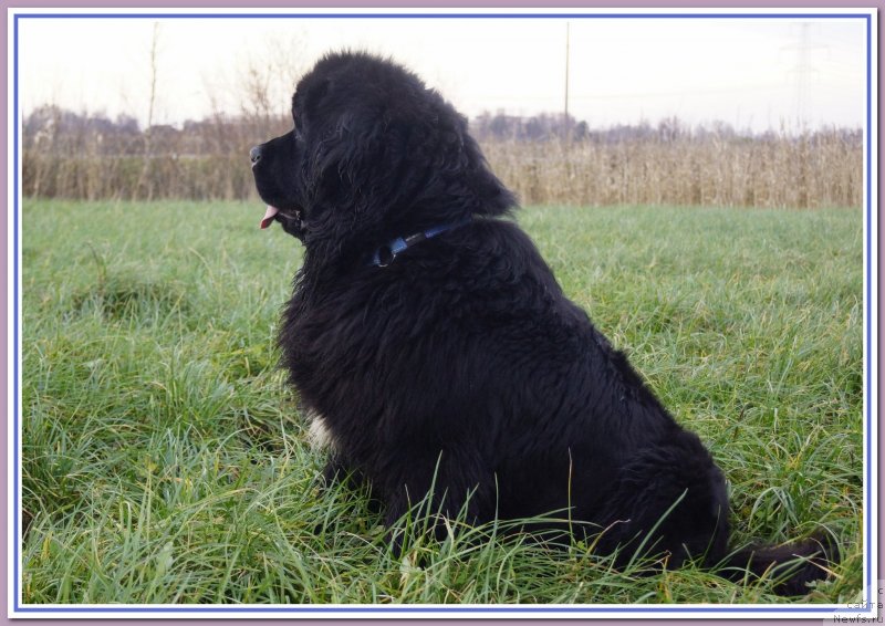 Фото: ньюфаундленд Pitern'yuf CHabot Armagnak (Питерньюф Чабот Армагнак)