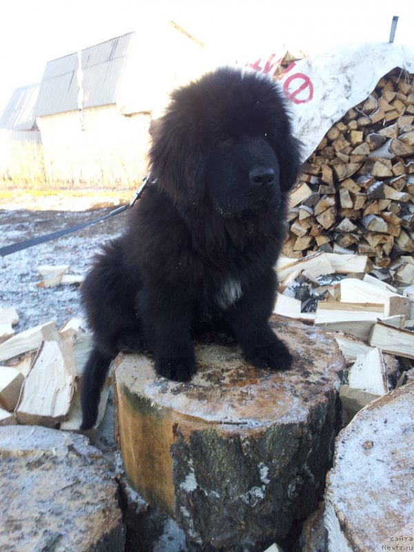 Фото: ньюфаундленд Super Premium N'yu-York (Супер Премиум Нью-Йорк)