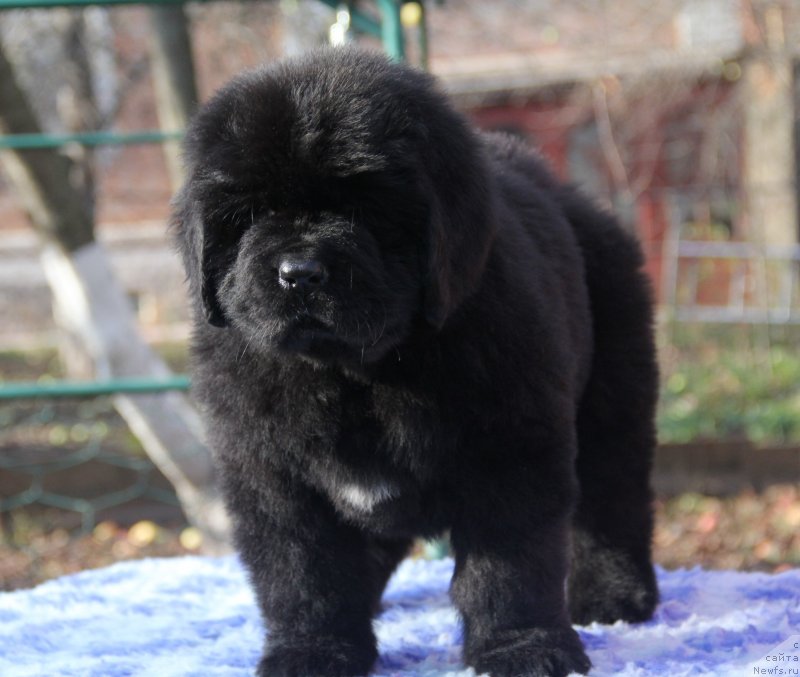 Фото: ньюфаундленд Vivienne Westwood Dinastiya Soverchenstva (Vivienne Westwood Dinastiya Soverchenstva)