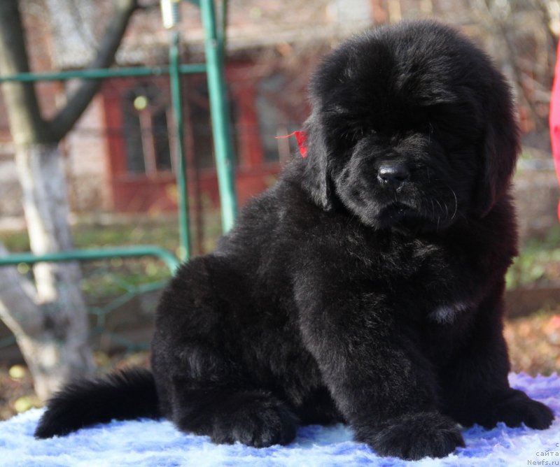 Фото: ньюфаундленд Vivienne Westwood Dinastiya Soverchenstva (Vivienne Westwood Dinastiya Soverchenstva)