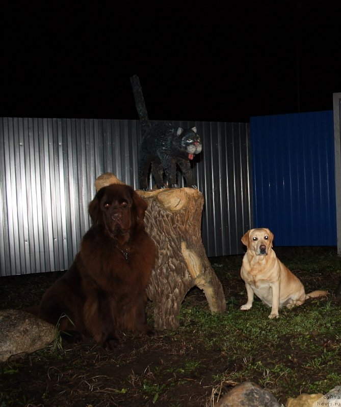 Фото: ньюфаундленд Chernyi Sharm Angel'skaya Krasota (Черный Шарм Ангельская Красота), Кот ученый, Ника