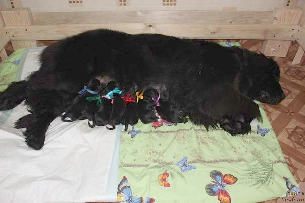 Фото: ньюфаундленд Dar Svezy Unika Sagitta (Дар Свезы Юника Сагитта), Irina Bubnova (Ирина Бубнова), Svetlana Zyiryanova (Светлана Зырянова)