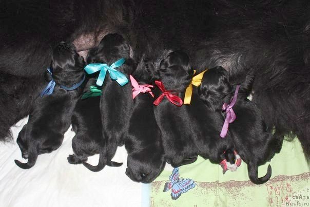 Фото: ньюфаундленд Dar Svezy Unika Sagitta (Дар Свезы Юника Сагитта), Irina Bubnova (Ирина Бубнова), Svetlana Zyiryanova (Светлана Зырянова)