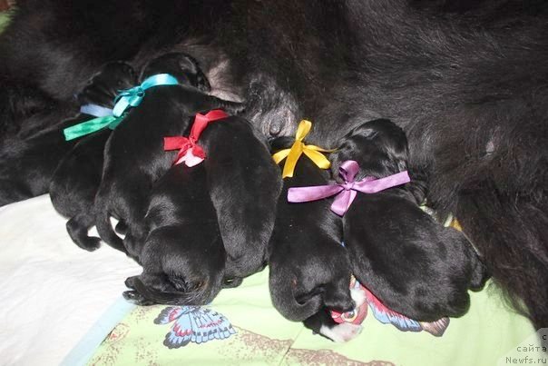Фото: ньюфаундленд Dar Svezy Unika Sagitta (Дар Свезы Юника Сагитта), Irina Bubnova (Ирина Бубнова), Svetlana Zyiryanova (Светлана Зырянова)