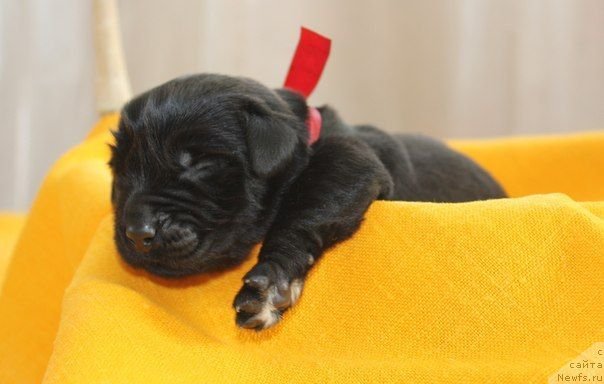 Фото: ньюфаундленд Dar Svezy Unika Sagitta (Дар Свезы Юника Сагитта)