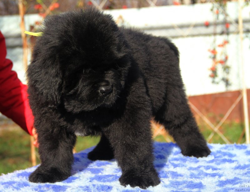 Фото: Victory Dance Dinastiya Soverchenstva