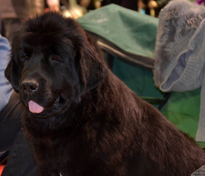 Фотография № 138498