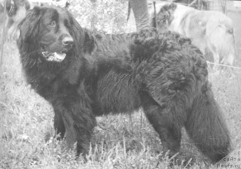 Фото: ньюфаундленд Al'fa CHalli (Альфа Чалли)