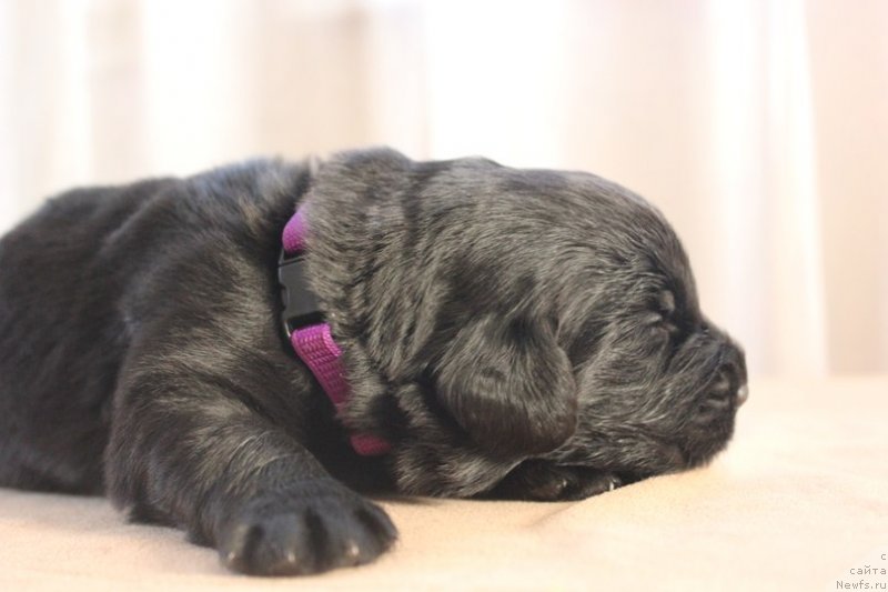Фото: ньюфаундленд Dar Svezy Unika Sagitta (Дар Свезы Юника Сагитта), ньюфаундленд Black Clouds Harry Houdini at Stealbears, Irina Bubnova (Ирина Бубнова)