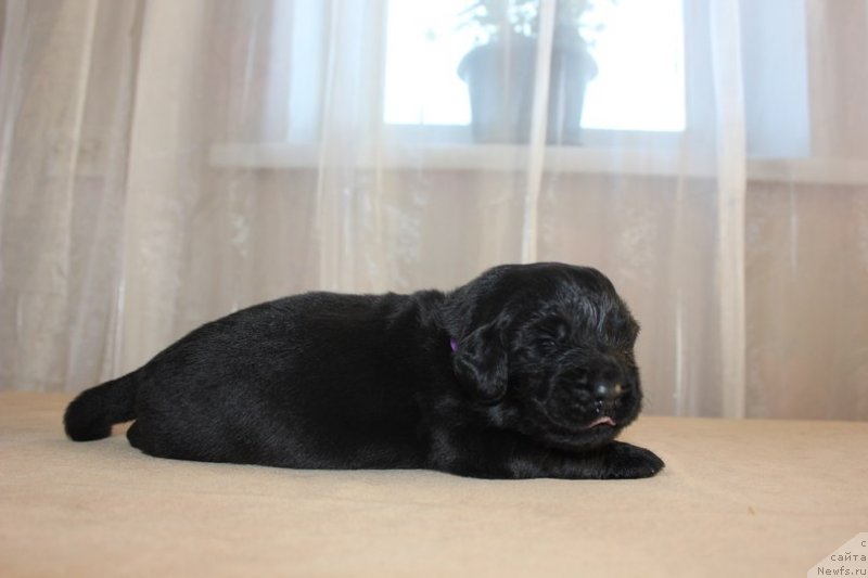 Фото: ньюфаундленд Dar Svezy Unika Sagitta (Дар Свезы Юника Сагитта)