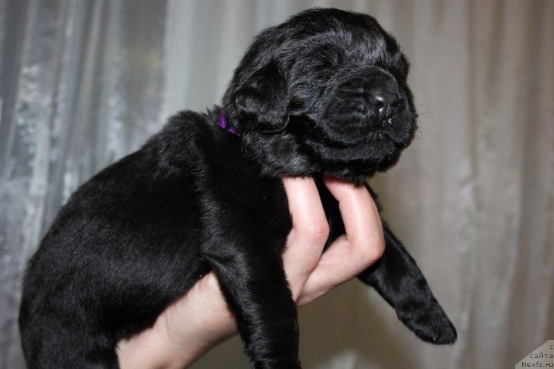 Фото: ньюфаундленд Dar Svezy Unika Sagitta (Дар Свезы Юника Сагитта), Irina Bubnova (Ирина Бубнова)