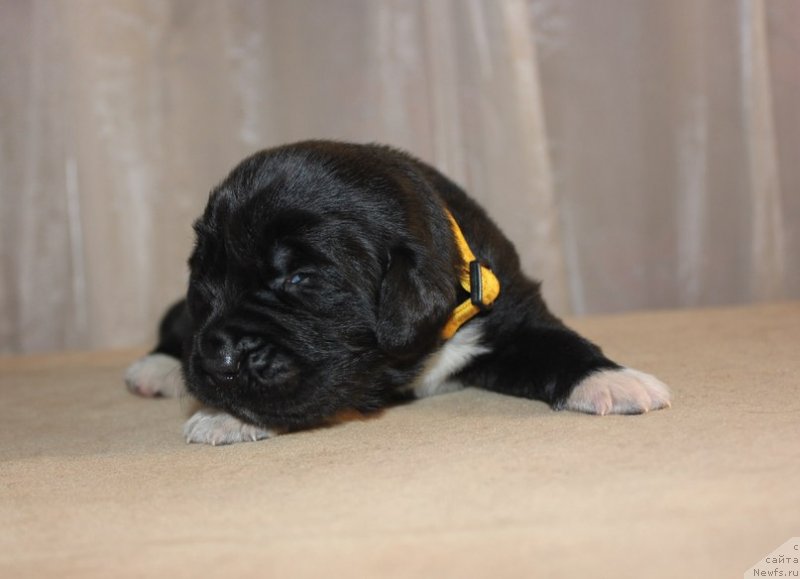 Фото: ньюфаундленд Dar Svezy Unika Sagitta (Дар Свезы Юника Сагитта), Irina Bubnova (Ирина Бубнова)