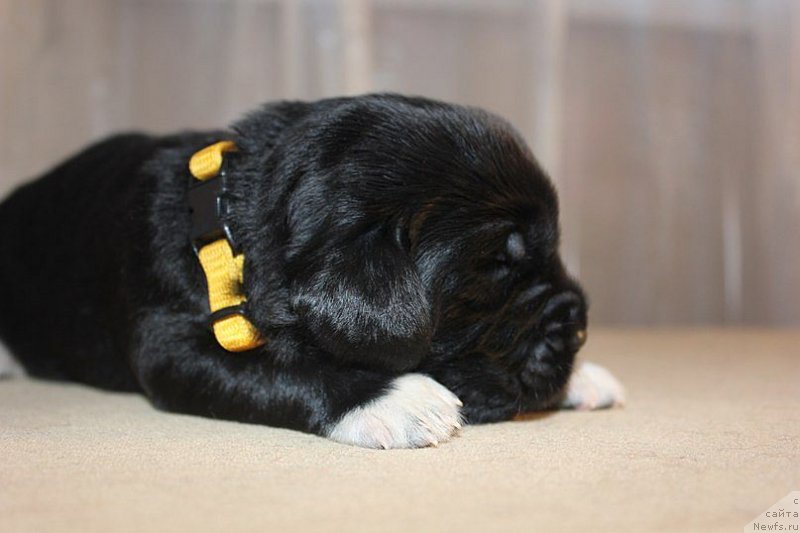 Фото: ньюфаундленд Dar Svezy Unika Sagitta (Дар Свезы Юника Сагитта), Irina Bubnova (Ирина Бубнова)