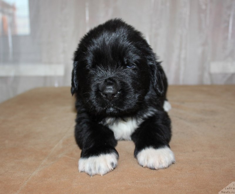 Фото: ньюфаундленд Dar Svezy Unika Sagitta (Дар Свезы Юника Сагитта)