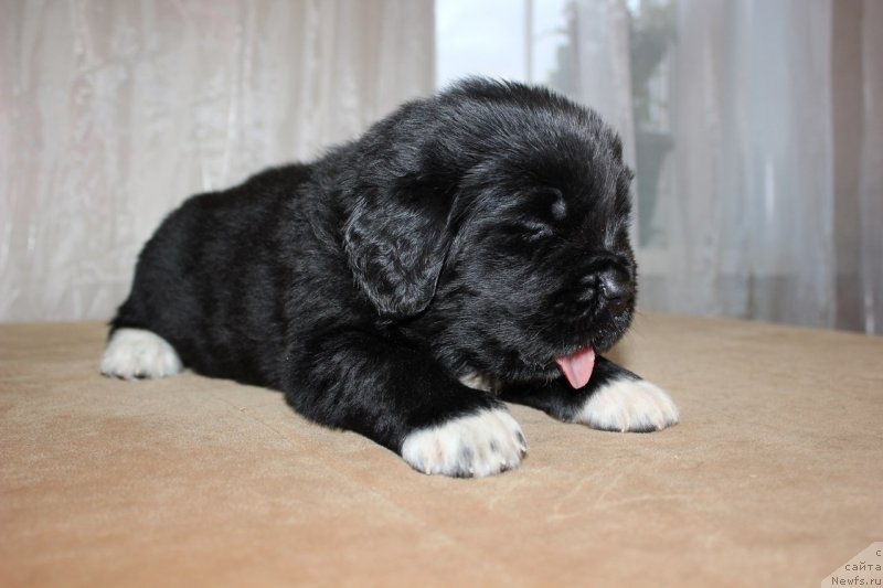 Фото: ньюфаундленд Dar Svezy Unika Sagitta (Дар Свезы Юника Сагитта)