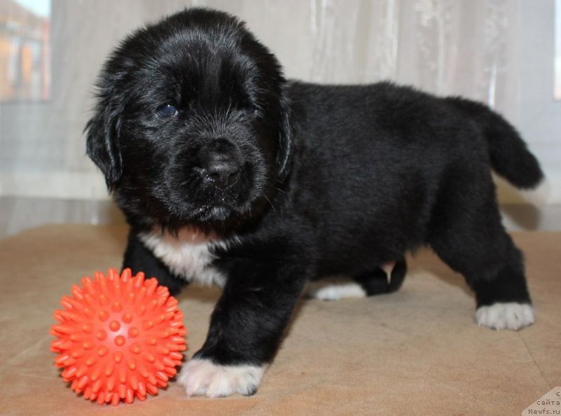 Фото: ньюфаундленд Dar Svezy Unika Sagitta (Дар Свезы Юника Сагитта)