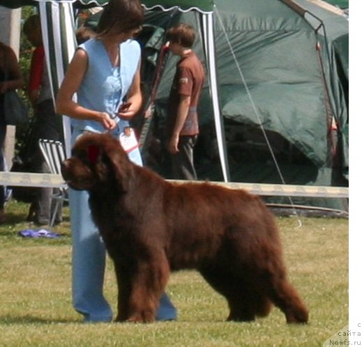 Фото: ньюфаундленд Imperator iz Tsarstva Medvedey (Император из Царства Медведей), ньюфаундленд Imperator iz Tsarstva Medvedey (Император из Царства Медведей)