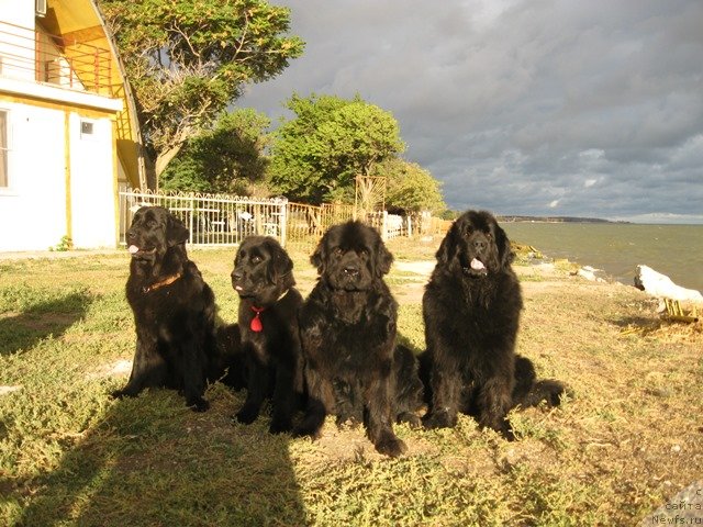 Фото: ньюфаундленд Gay New Space Prestizh (Гай Нью Спейс Престиж), ньюфаундленд Dar Svezyi Apel'sinka-Mandarinka (Дар Свезы Апельсинка-Мандаринка), ньюфаундленд YUnona (Юнона), ньюфаундленд CHeslava Dar Gaya Pachchi-Nikol' (Чеслава Дар Гая Паччи-Николь)