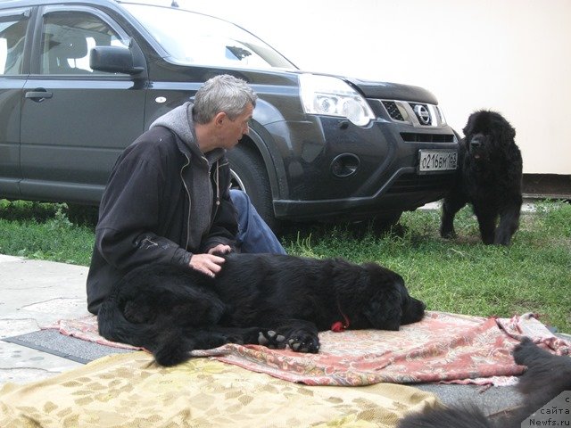 Фото: ньюфаундленд CHeslava Dar Gaya Pachchi-Nikol' (Чеслава Дар Гая Паччи-Николь)