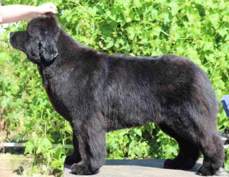 Фото: ньюфаундленд K-Ledy Tiamo (К-Леди Тиамо)