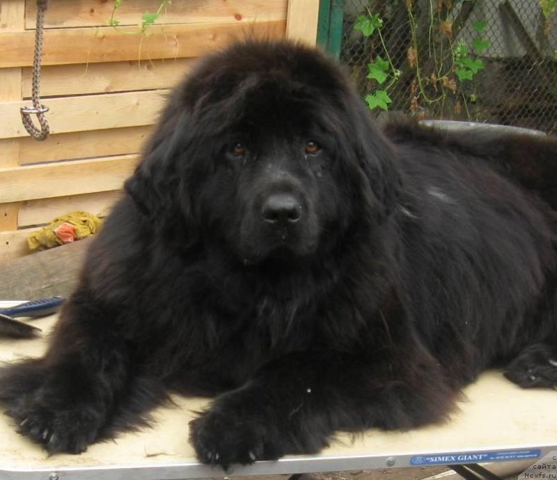 Фото: ньюфаундленд K-Ledy Tiamo (К-Леди Тиамо)