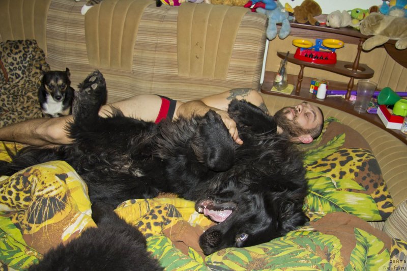 Фото: ньюфаундленд L'vinoe Serdce (Львиное Сердце), Andrey Volkov (Андрей Волков), ньюфаундленд CHernyiy Balu Dobryinya (Черный Балу Добрыня)