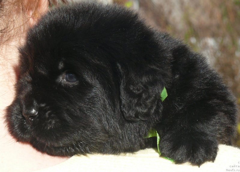 Фото: ньюфаундленд Corporevaill Inner Light (Корпоревайль Иннер Лайт)