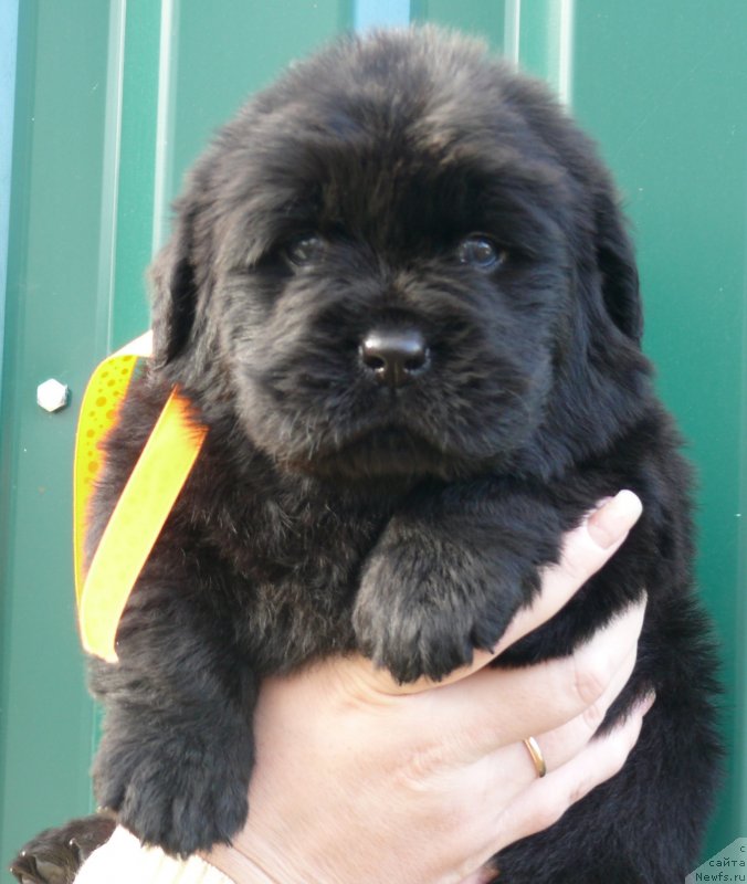 Фото: ньюфаундленд Corporevaill Imagine That (Корпоревайль Имэджин Зэт)