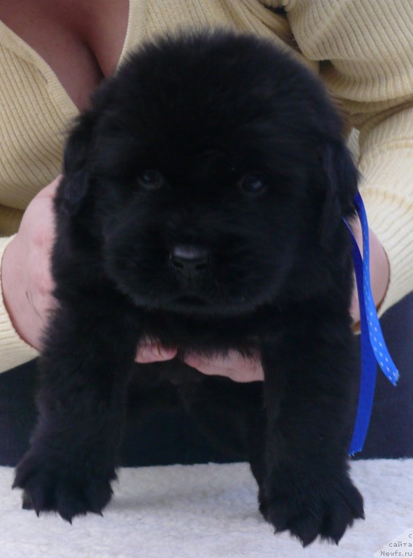 Фото: ньюфаундленд CorporevaillIt Must Be Love (Корпоревайль Ит Маст Би Лав)