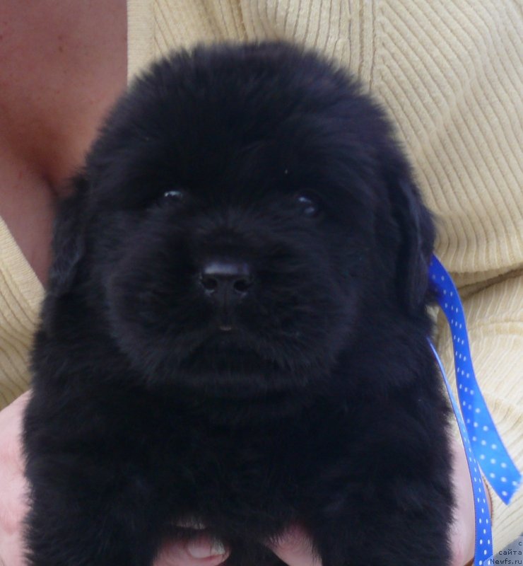 Фото: ньюфаундленд CorporevaillIt Must Be Love (Корпоревайль Ит Маст Би Лав)