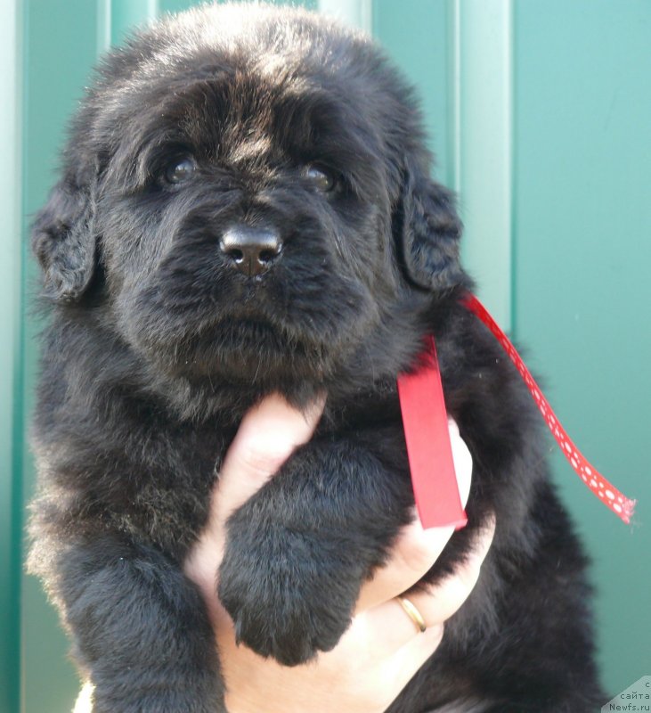 Фото: ньюфаундленд Corporevaill If Only (Корпоревайль Иф Онли)