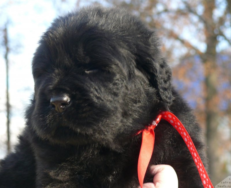 Фото: ньюфаундленд Corporevaill If Only (Корпоревайль Иф Онли)