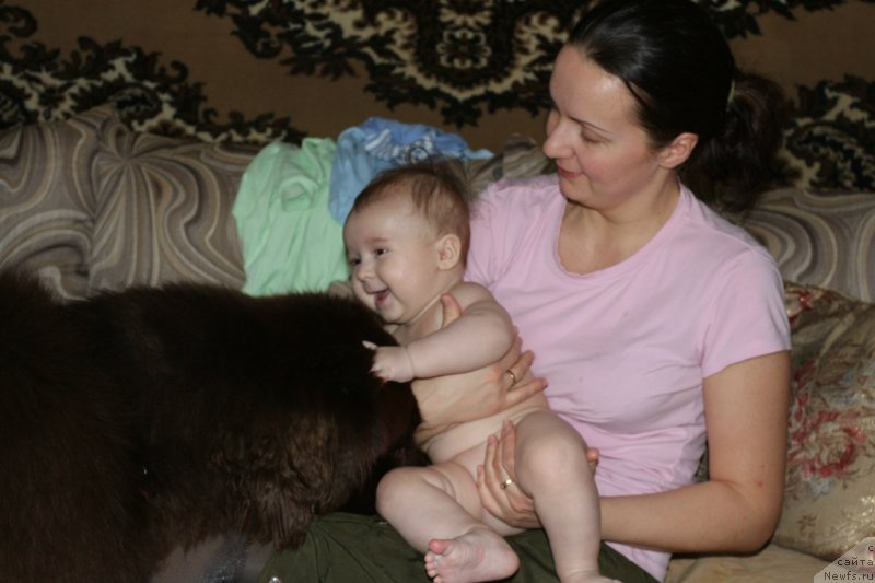 Фото: ньюфаундленд Horunzhy s Berega Dona (Хорунжий с Берега Дона)