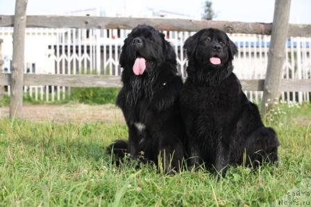 Фото: ньюфаундленд Bonni Flayt (Бонни Флайт), ньюфаундленд Restayling From SHipmyen (Рестайлинг Фром Шипмэн)