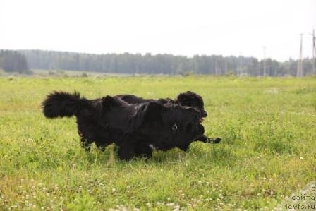 Фото: ньюфаундленд Bonni Flayt (Бонни Флайт), ньюфаундленд Restayling From SHipmyen (Рестайлинг Фром Шипмэн)