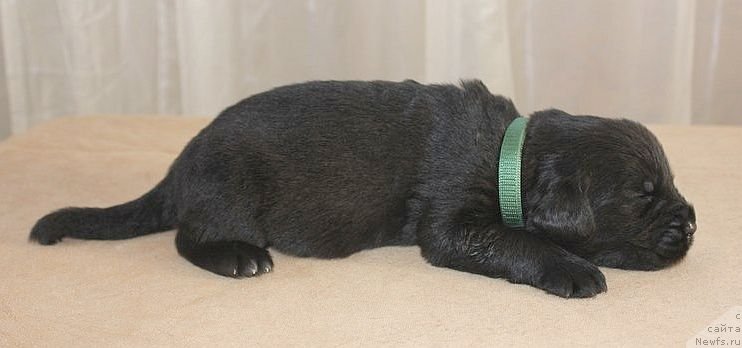 Фото: ньюфаундленд Dar Svezy Unika Sagitta (Дар Свезы Юника Сагитта)