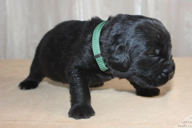 Фото: ньюфаундленд Dar Svezy Unika Sagitta (Дар Свезы Юника Сагитта)