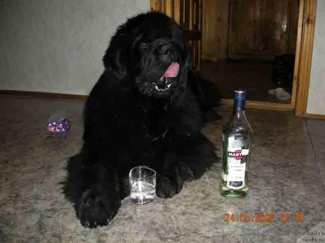 Фото: ньюфаундленд Plushevaya Panda Borislav (Плюшевая Панда Борислав)