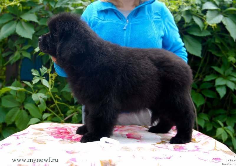 Фото: ньюфаундленд Sent Djons Zaura (Сент Джонс Заура)