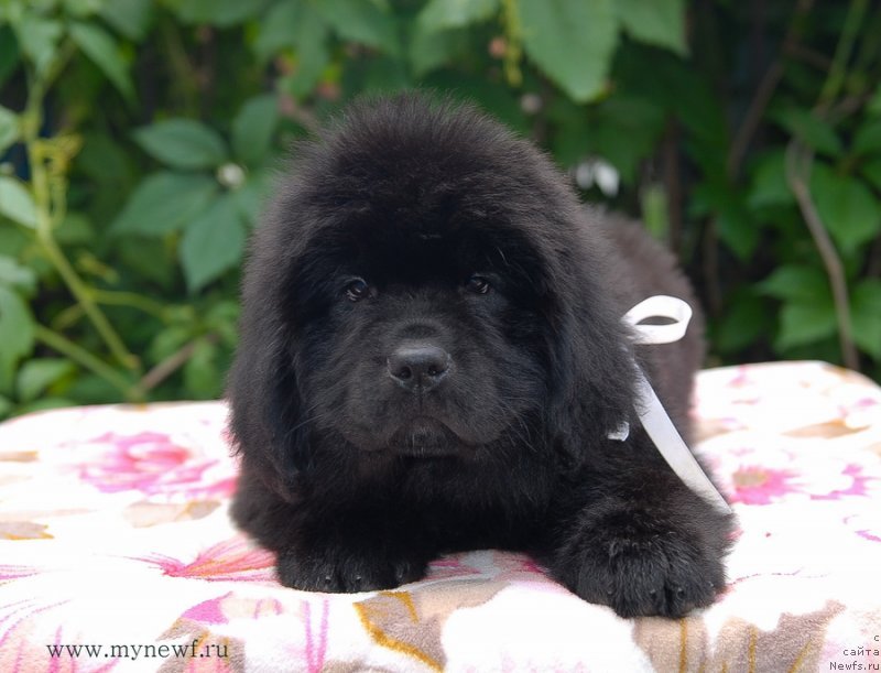 Фото: ньюфаундленд Sent Djons Zaura (Сент Джонс Заура)