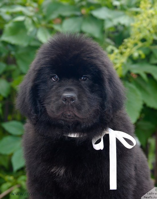 Фото: ньюфаундленд Sent Djons Zaura (Сент Джонс Заура)