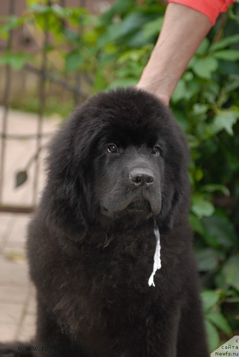 Фото: ньюфаундленд Sent Djons Zaura (Сент Джонс Заура)