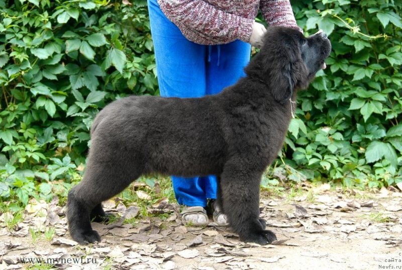 Фото: ньюфаундленд Sent Djons Zaura (Сент Джонс Заура)