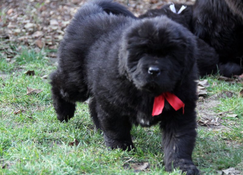 Фото: ньюфаундленд Vivienne Westwood Dinastiya Soverchenstva (Vivienne Westwood Dinastiya Soverchenstva)