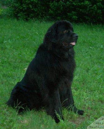 Фото: ньюфаундленд Varfolomey (Варфоломей)