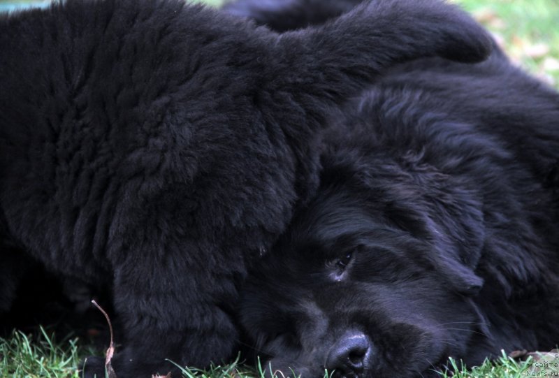 Фото: ньюфаундленд Allegro Con Brio Dinastiya Soverchenstva (Аллегро Кон Брио Династия Совершенства)