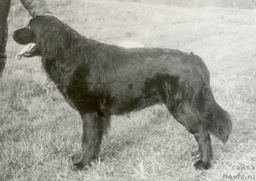 Фото: ньюфаундленд Blanka (Бланка)