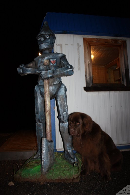 Фото: ньюфаундленд Chernyi Sharm Angel'skaya Krasota (Черный Шарм Ангельская Красота)