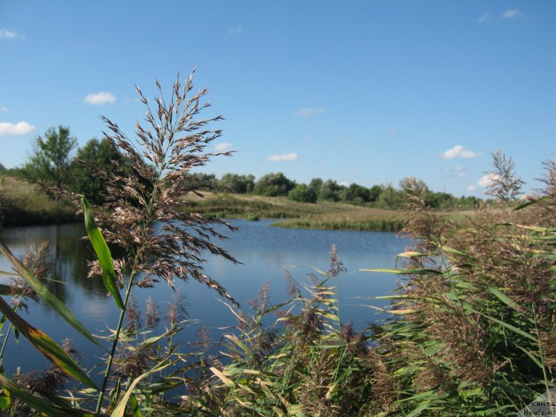 Фото: ньюфаундленд Akvatoriya Kelvin Supermen (Акватория Келвин Супермен)