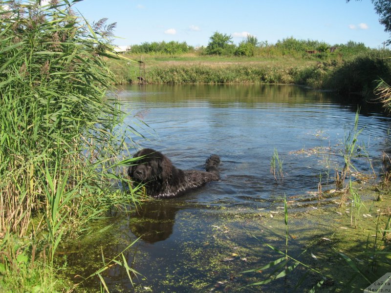 Фото: ньюфаундленд Akvatoriya Kelvin Supermen (Акватория Келвин Супермен)